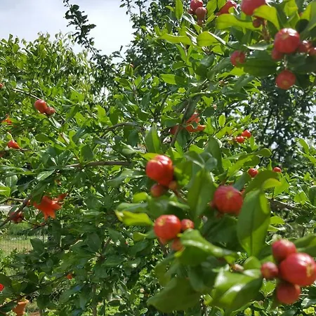 Andela - Krka Waterfalls Gæstehus 3*