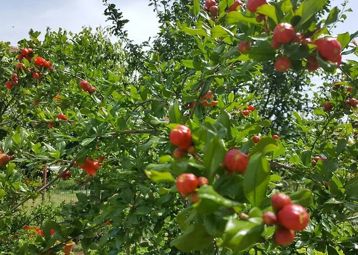 Andela - Krka Waterfalls Konukevi 3*